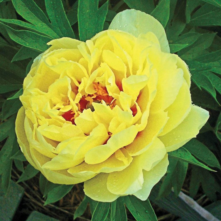 Paeonia Itoh ´Bartzella´ (Pivonka ´Bartzella´) ´ | Záhradníctvo KaK