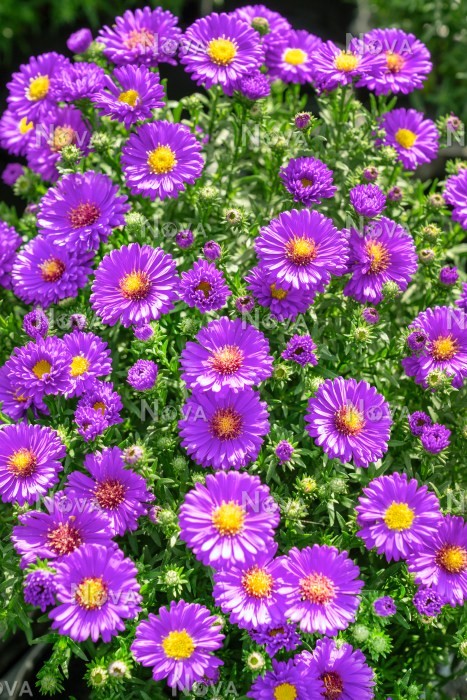 Aster Dumosus ´indigo´ Astra Krovitá Záhradníctvo Kak