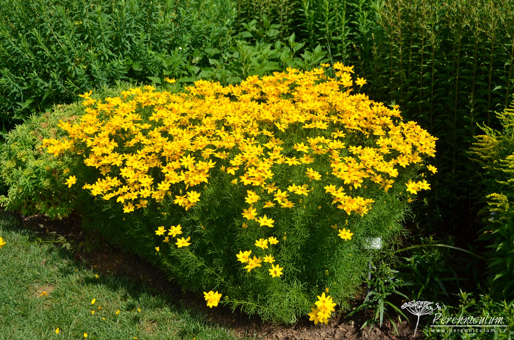 1Coreopsis verticillata 'Grandiflora' (Krásnoočko) | Záhradníctvo KaK